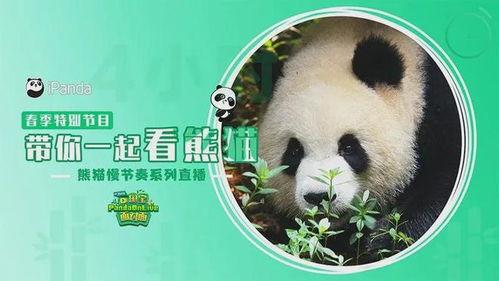 明星网红看熊猫,明星与熊猫的甜蜜互动瞬间