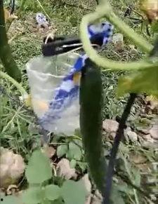 凉山吃瓜爆料事件真相是真的吗,真相揭秘