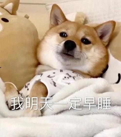 911爆料八卦有理吃瓜无罪狗头,911爆料八卦，有理吃瓜无罪，狗头表情包助力