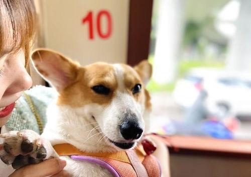 911红领巾吃瓜爆料三只羊,911红领巾吃瓜爆料，三只羊背后的惊人真相