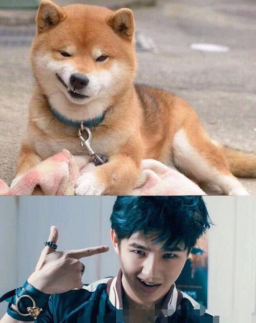 犬系明星网红,萌宠界的璀璨之星
