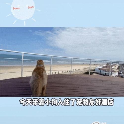 犬系明星网红,萌宠界的璀璨之星