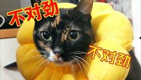 欣欣有点胖乎乎吃瓜黑料,欣欣的黑料揭秘