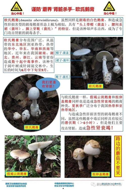 蘑菇吃瓜官网黑料爆料访问安全,深度解析网络爆料背后的真相