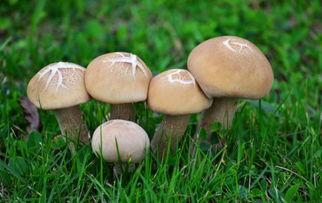 蘑菇吃瓜官网黑料爆料访问安全,深度解析网络爆料背后的真相