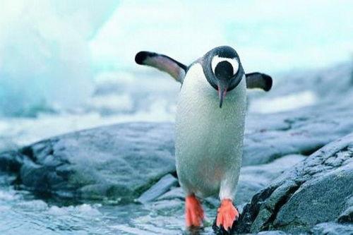 企鹅吃瓜爆料是真的吗还是假的