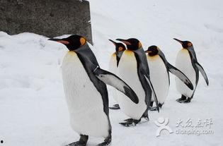 企鹅吃瓜爆料是真的吗还是假的