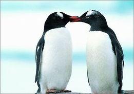 企鹅吃瓜爆料是真的吗还是假的