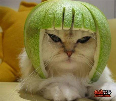 911吃瓜爆料官网小僵尸柚子猫,小僵尸柚子猫背后的故事