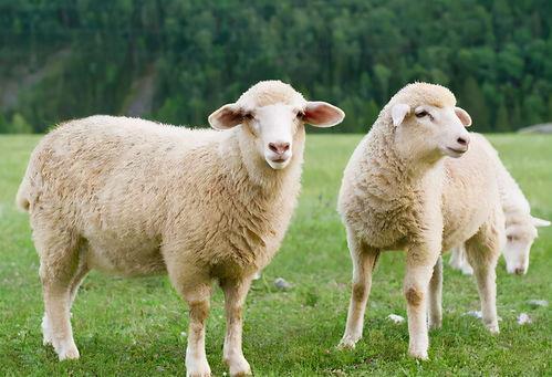 三只羊乔妹吃瓜爆料入口,娱乐圈吃瓜爆料入口大公开